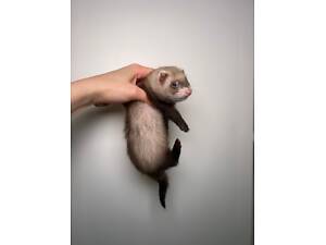 ручні круті тхорики, не кусаються, ручні , соціалізовані фретки