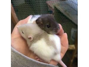 Ручні лагідні пацючки щурики декоративні для дому