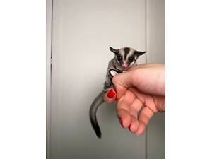 Ручні малята цукрові поссуми, білочка летяга