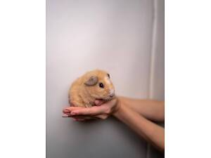 Ручні морські свинки декоративні для дому, дуже великий вибір