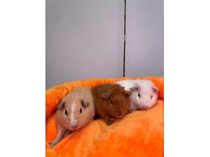 Ручні морські свинки для дому, свинки різних порід для малечі