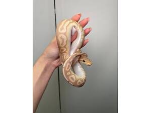 Ручні найспокійніші змії у світі, королівський пітон, регіус