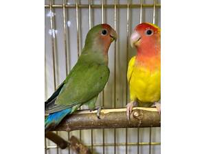 Ручные неразлучники, разноцветные попугаи, неразлучника выкормишь.