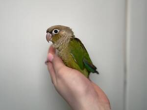 Ручные окольцованные попугаи Пиррура, с ДНК-тестами от 1.5 месяца.