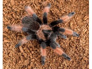 Ручные пауки-птицееды, версиколор, эмилия, альбопилосум, паук смитти.