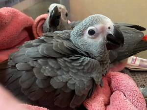 Ручні пташеня папуги жако, розмовляючий розумний папуга