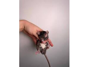 ручні щурики, пацючки, різнопородні малюки