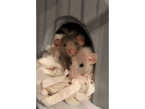 Ручні щурики різних порід, не кусаються супер ласкаві