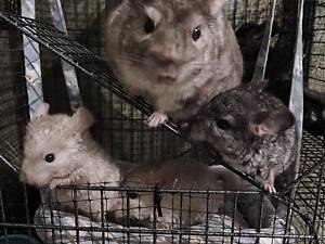 Ручні шиншилятка в найвідповідальніші руки)