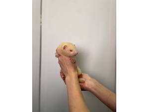 Ручні тхорики фретки, супер енергійні малючки