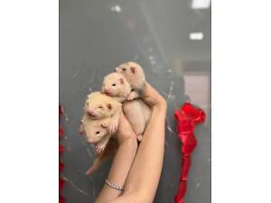 Ручні тхори, хорьки