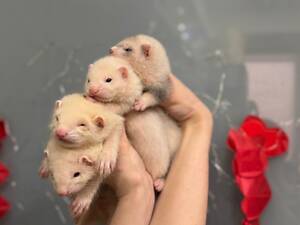 Ручні тхори, хорьки