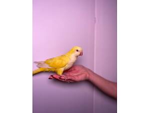 Ручные кормушки Калита Монах, окольцованные попугаи разных цветов.