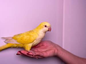 Ручные кормушки Калита Монах, окольцованные попугаи разных цветов.