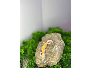 Ручні яскраві леопардові гекони еублефари