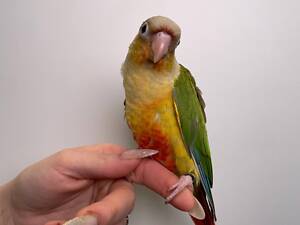 Ручной малышь пирура, ручные выкормишы с днк тестами