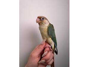 ручний папуга пірура, кмітливі малюки для дому пірури