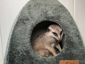 Ручной сурикат супер питомец для всей семьи, африканский сурикат