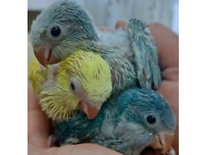 Ручные малыши калита монаха