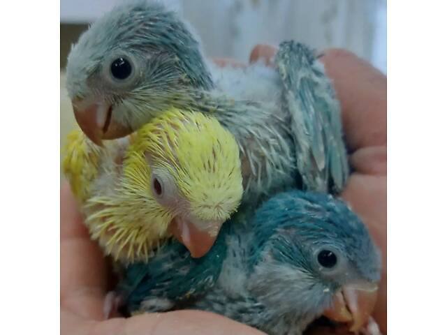 Ручные малыши калита монаха - Фото 1