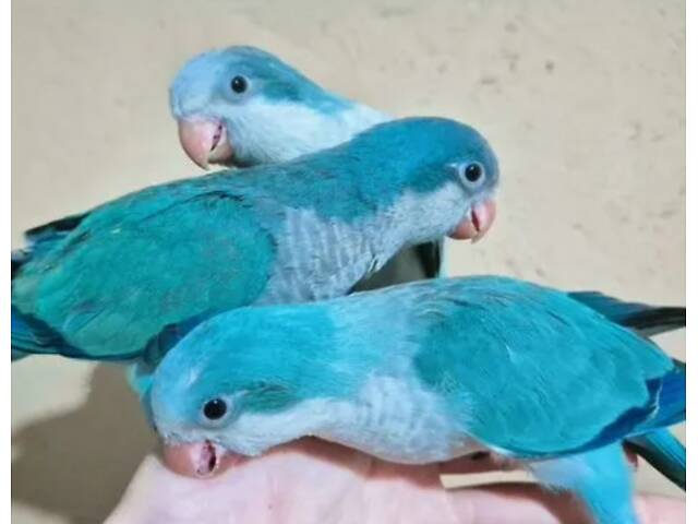 Ручные малыши калита монаха - Фото 2