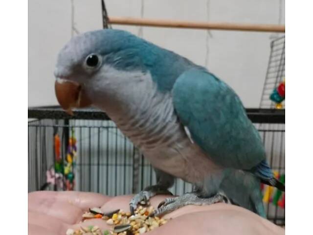 Ручные малыши калита монаха - Фото 3