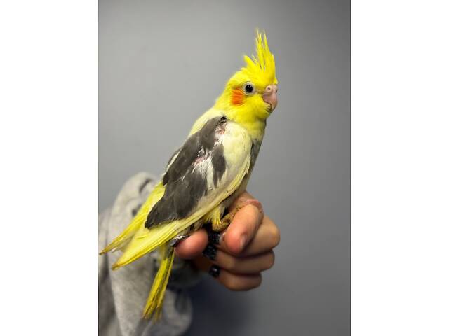 Ручні малюки вигодовування корелла, корела красиві ручні пташки. - Фото 2