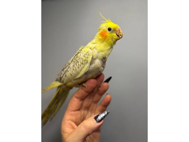 Ручні малюки вигодовування корелла, корела красиві ручні пташки. - Фото 3