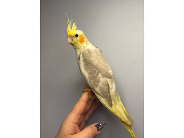 Ручні малюки вигодовування корелла, корела красиві ручні пташки. - Фото 4