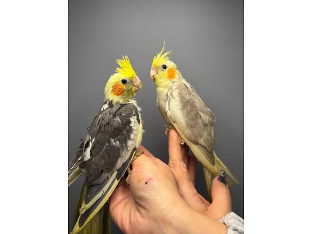 Ручні малюки вигодовування корелла, корела красиві ручні пташки. - Фото 1