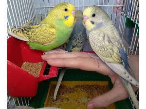 Ручні пташенята хвилясті папугайчики