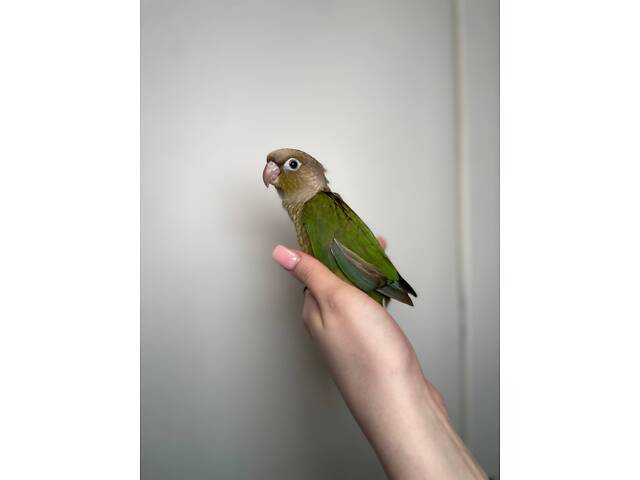 Ручные выкормыши пирура, умный ласковый попугай - Фото 1