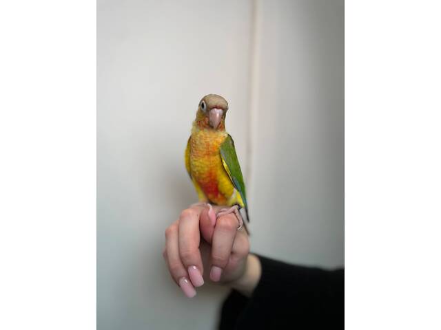 Ручные выкормыши пирура, умный ласковый попугай - Фото 2
