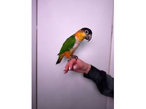 Ручний каїк, чорноголовий каїк папуга, ручний смішний папуга