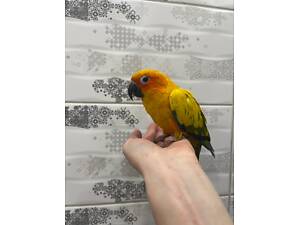 Ручний папуга аратинга