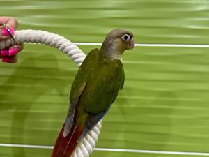 Ручний папужка пірура, пірура кольоровий