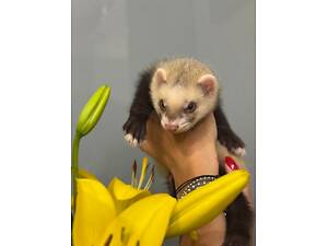 Ручний тхір, домашня фретка