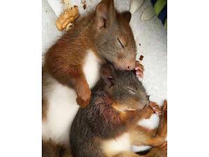 Руда білочка декоративна, європейська білка.