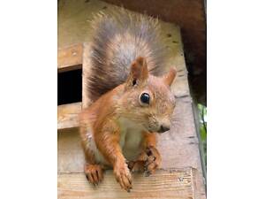 Руда білочка вольєрного типу, неймовірна окраса