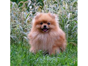 Померанський шпіц. Золотий хлопчик з великим серцем.