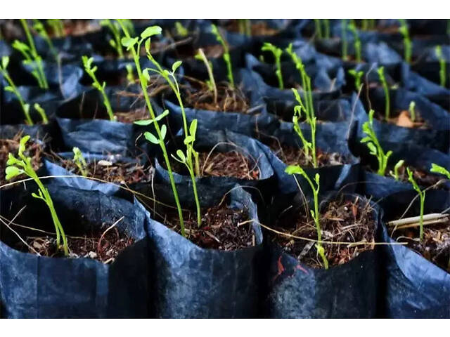 Рукав для розсади п/е 40 мкм, 150 мм*200м чорний Посадковий рукав для розсади - Фото 2