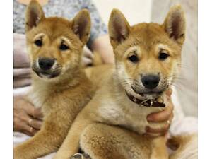 Руді цуценята породи Шиба-Іну