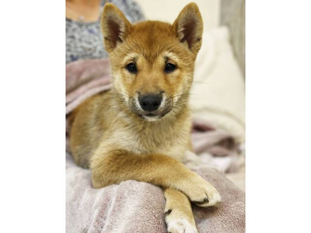 Руді цуценята породи Шиба-Іну - Фото 2