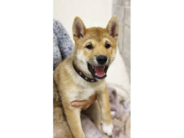 Руді цуценята породи Шиба-Іну - Фото 3