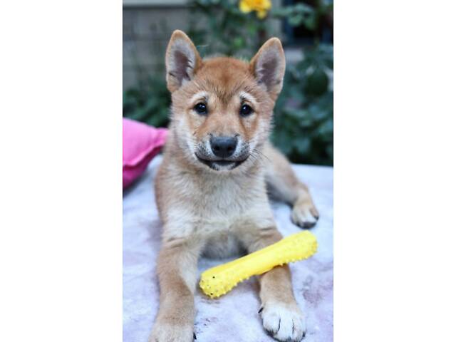 Руді цуценята породи Шиба-Іну - Фото 4