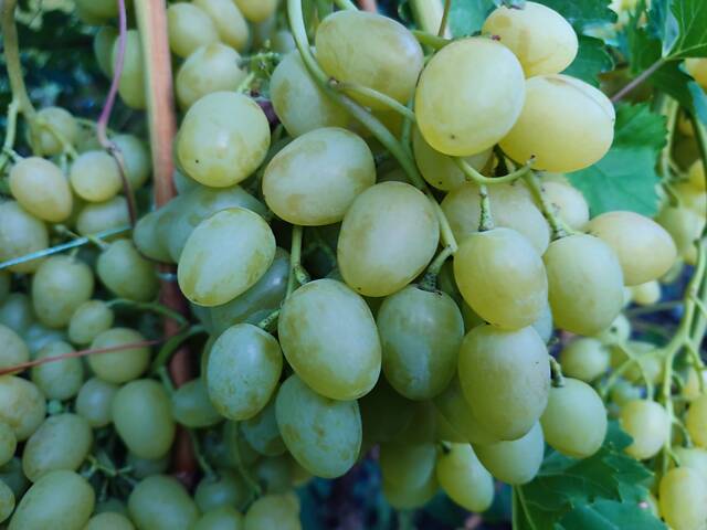 Саджанці винограду