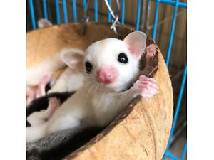 Сахарный поссум, посум цукровий, белка летяга