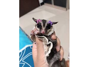 сахарный посум, белка летяга, сумчатый зверек летяга