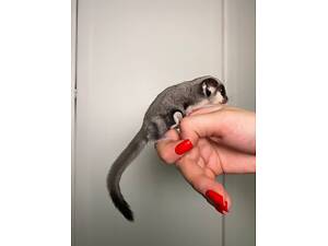 Цукровий посум, сумчаста білка, білка летяга, цукрова білка.