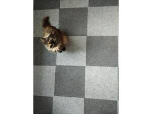 Самоклеюча плитка під ковролін темно-сіра 300х300х4,5мм SW-00001420